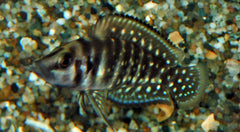 Tanganyika Cichlide Calvus Zwart (ALTOLAMPROLOGUS CALVUS BLACK M/L)