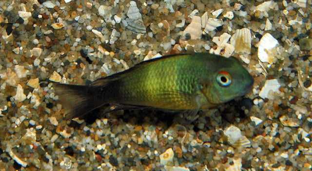 Tanganyika Cichlide Moorii Ikola (TROPHEUS MOORII IKOLA S)
