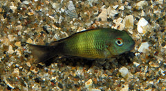 Tanganyika Cichlide Moorii Ikola (TROPHEUS MOORII IKOLA S)