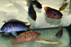 Cichlide Mix (CICHLID MIX M)