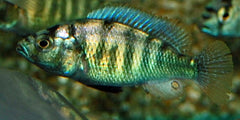 Victoria Cichlide Ch44 (HAPLOCHROMIS SP. CH44 M)