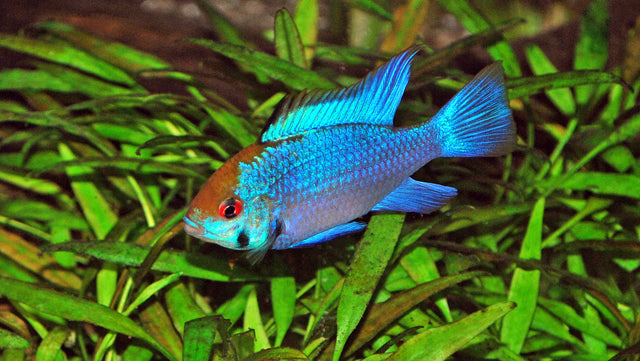 Antennebaarsje Electric Blue (MIKROGEOPHAGUS RAMIREZI ELECTRIC BLUE M)