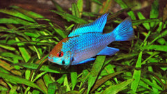 Antennebaarsje Electric Blue (MIKROGEOPHAGUS RAMIREZI ELECTRIC BLUE M)