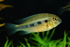 Schaakbordcichlide Punctulatum (CRENICARA PUNCTULATUM M)