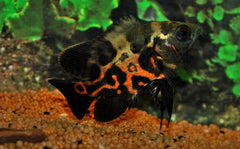 Pauwoogcichlide (ASTRONOTUS OCELLATUS M)