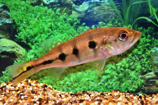 Pauwoogbaars (CICHLA OCELLARIS S)