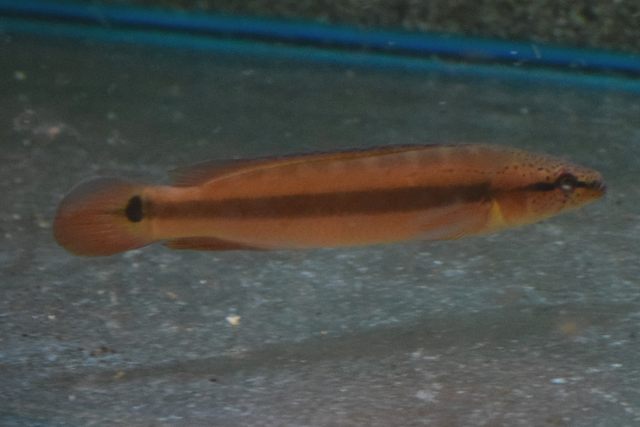 Snoekcichlide Strigata (CRENICICHLA STRIGATA M)
