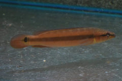 Snoekcichlide Strigata (CRENICICHLA STRIGATA M)