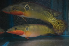 Snoekcichlide Zebrina (CRENICICHLA ZEBRINA L)