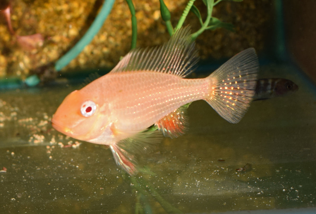 Heckelcichlide Albino (ACARICHTHYS HECKELII ALBINO S)