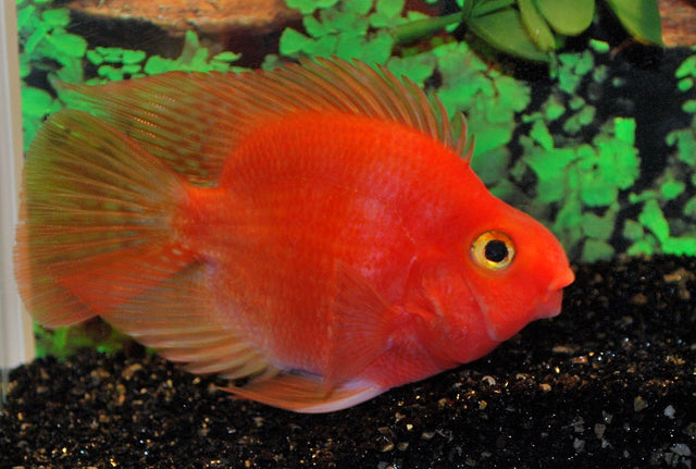 Rode Papegaai Cichlide (Cichlidae sp. Parrot Red M)