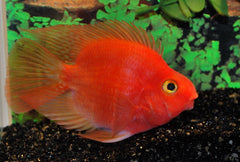 Rode Papegaai Cichlide (CICHLIDAE SP. PARROT RED M)