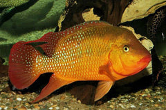 Red Terror Cichlide (MESOHEROS FESTAE M)