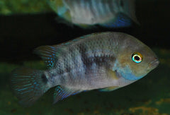 T-Streepcichlide (AMATITLANIA SAJICA S)