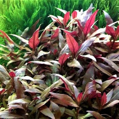 Alternanthera cardinalis in pot @