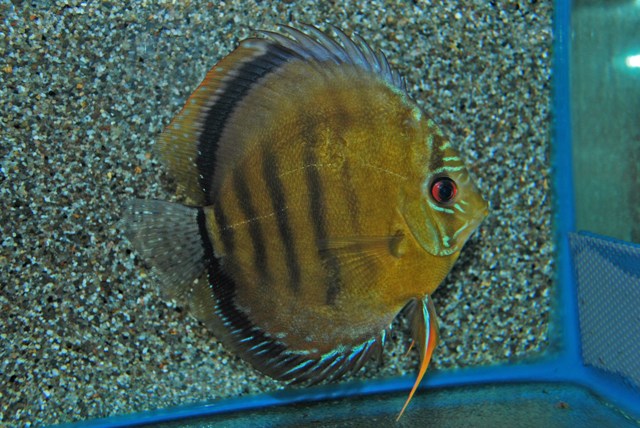 Discus Axelrodi (S. AEQUIFASCIATUS AXELRODI L)