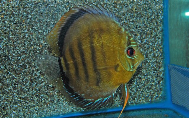 Discus axelrodi
