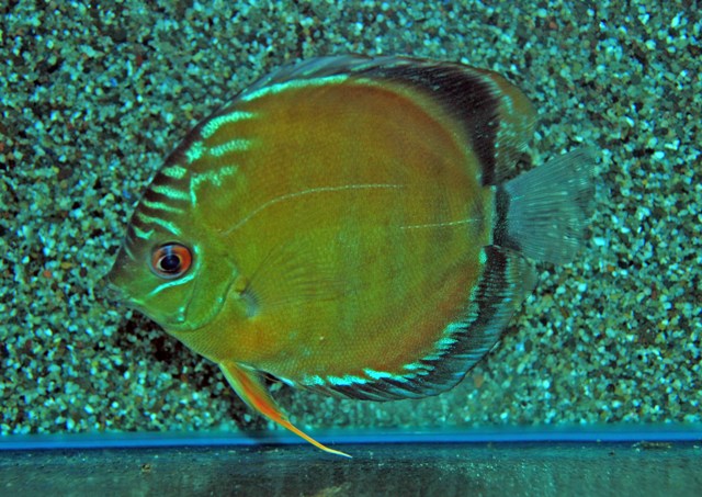 Discus Rio Uatuma (S. AEQUIFASCIATUS UATUMA XXL)