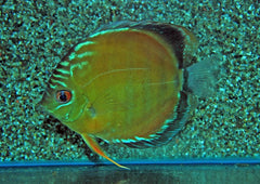 Discus Rio Uatuma (S. AEQUIFASCIATUS UATUMA XXL)