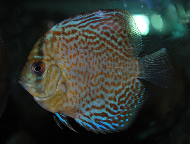 Discus Leopard Snakeskin (S. AEQUIFASCIATUS LEOPARD SNAKESKIN S)