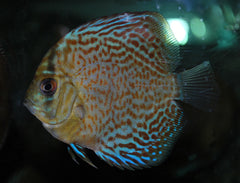Discus Leopard Snakeskin (S. AEQUIFASCIATUS LEOPARD SNAKESKIN S)