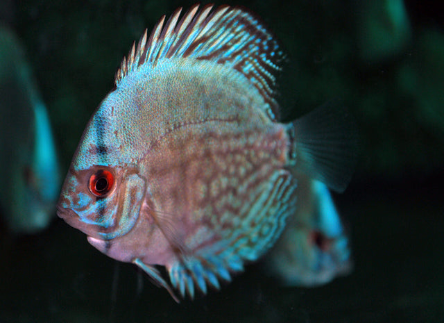 Discus Cobalt Blauw (S. AEQUIFASCIATUS COBALT BLUE S)