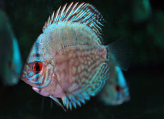 Discus Cobalt Blauw (S. AEQUIFASCIATUS COBALT BLUE S)