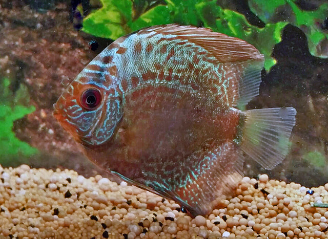 Discus Snakeskin Blauw (S. AEQUIFASCIATUS SNAKESKIN BLUE S)