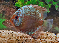 Discus Snakeskin Blauw (S. AEQUIFASCIATUS SNAKESKIN BLUE S)