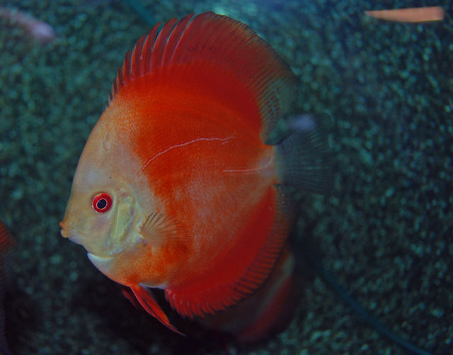 Discus Red Melon (S. AEQUIFASCIATUS RED MELON S)