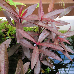 Alternanthera sessilis in pot @
