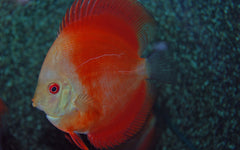 Discus red melon