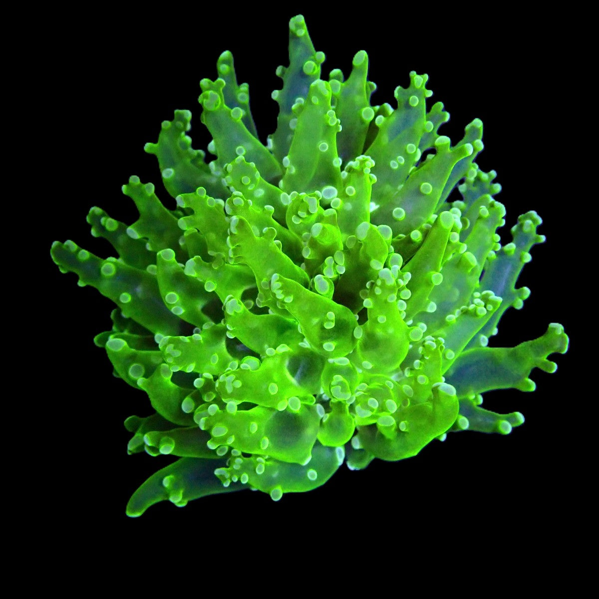 Euphyllia paradivisa (Green) (Ultra) (1 hd.)