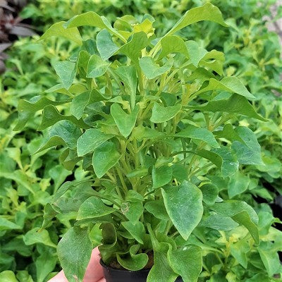 Alternanthera bettzickiana in pot @