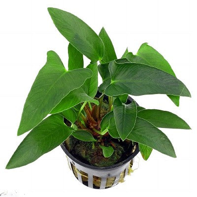 Anubias gracillis in pot