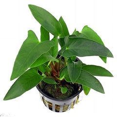 Anubias gracillis in pot