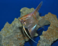 Maanvis Goud (P. SCALARE GOLD M)