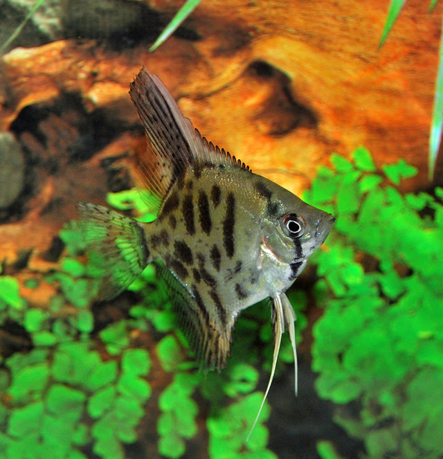 Maanvis Leopard (P. SCALARE LEOPARD M)