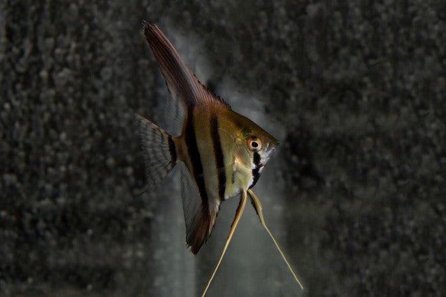 Maanvis Dantum (P. SCALARE DANTUM M)