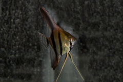 Maanvis Dantum (P. SCALARE DANTUM M)