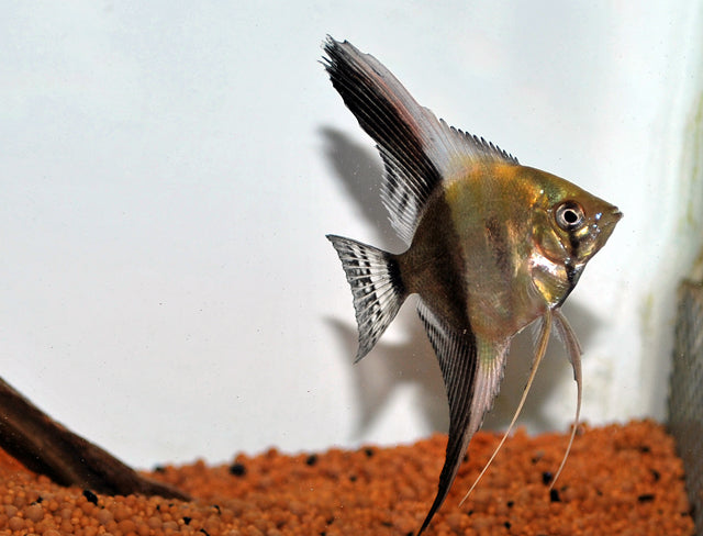 Prachtgoerami Anjunganensis (PAROSPHROMENUS ANJUNGANENSIS L)
