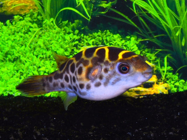 Groene Kogelvis (DICHOTOMYCTERE FLUVIATILIS L)
