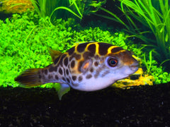 Groene Kogelvis (DICHOTOMYCTERE FLUVIATILIS L)