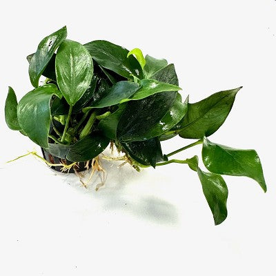 Anubias mini in pot