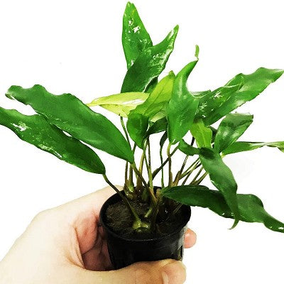 Anubias minima in pot