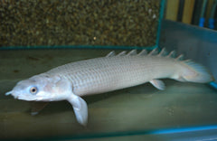 Kwastvinsnoek Senegal (POLYPTERUS SENEGALUS S)