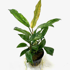 Anubias minima variegata in pot