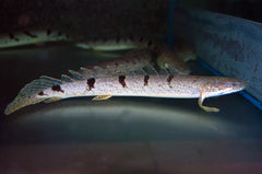 Kwastvinsnoek Delhezi (POLYPTERUS DELHEZI S)