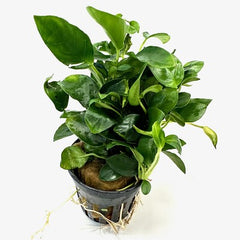 Anubias nana petite in pot