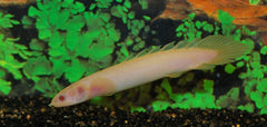 Kwastvinsnoek Senegal Albino (POLYPTERUS SENEGALUS ALBINO S)